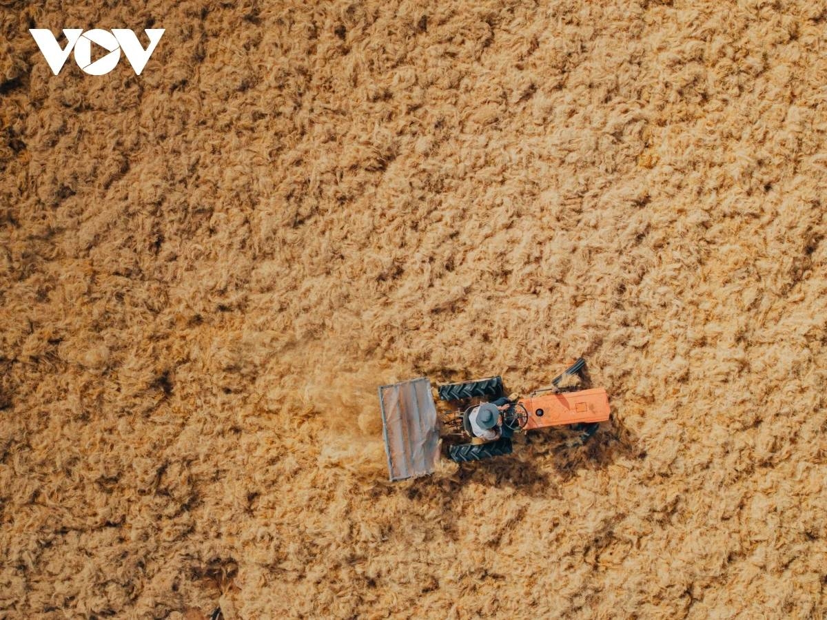 coconut fiber craft thrives along the banks of the thom river picture 6