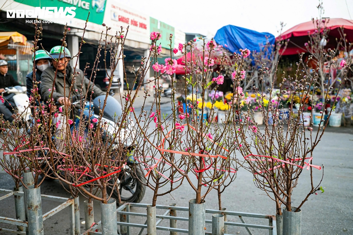 tet flower market opens early in hanoi as blooms arrive picture 6