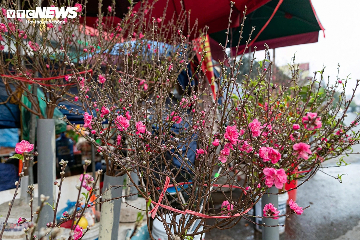 tet flower market opens early in hanoi as blooms arrive picture 7