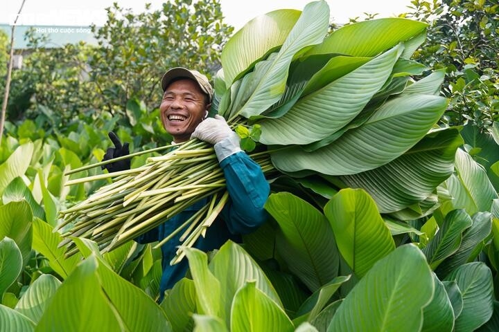 Nhu cầu dịp Tết tăng đột biến, người trồng lá dong "hái tiền" mỏi tay