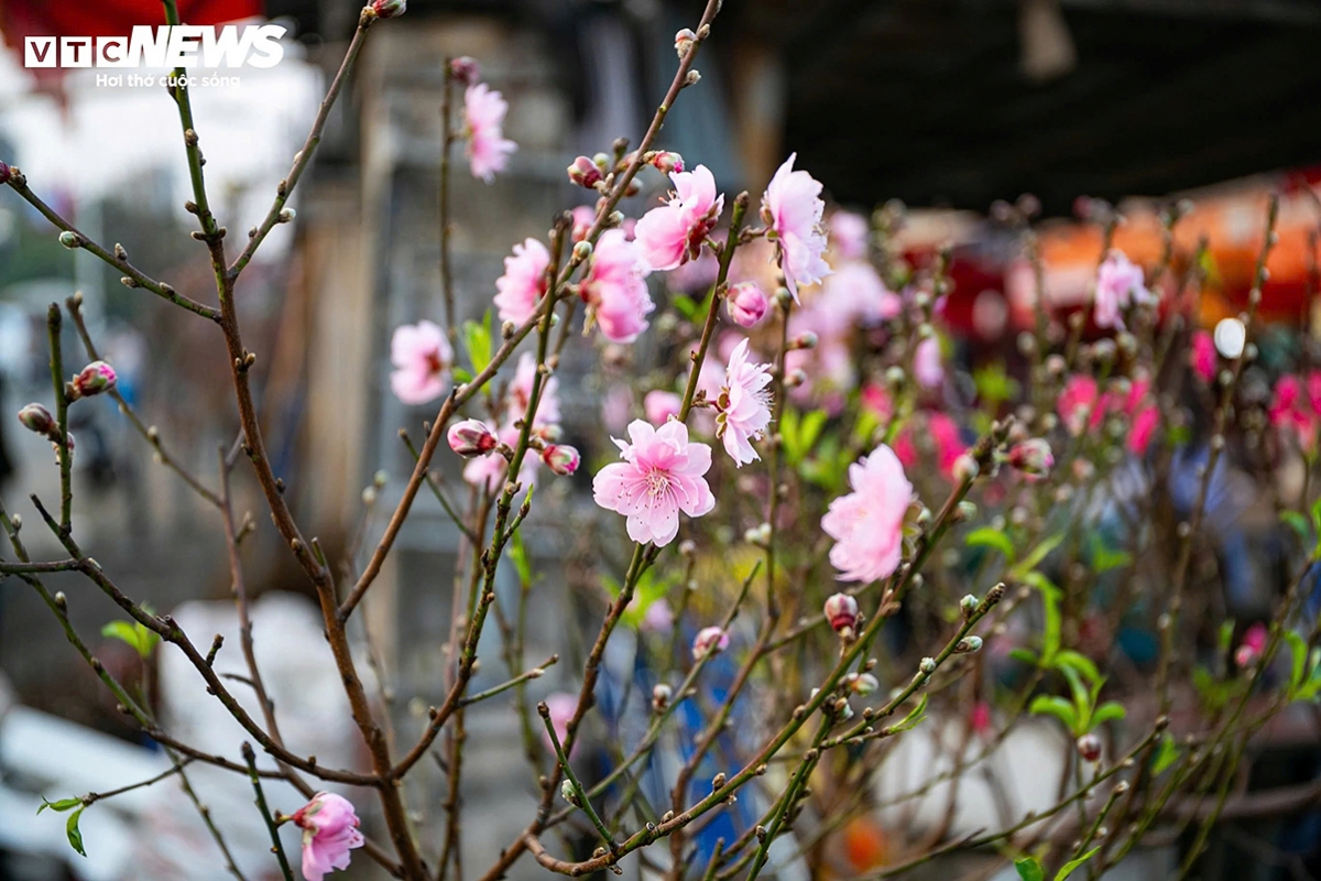 tet flower market opens early in hanoi as blooms arrive picture 8