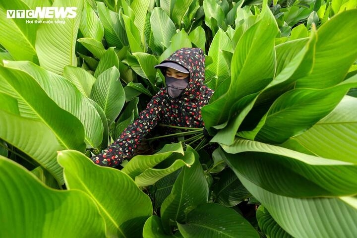 nhu cau dip tet tang dot bien, nguoi trong la dong hai tien moi tay hinh anh 8