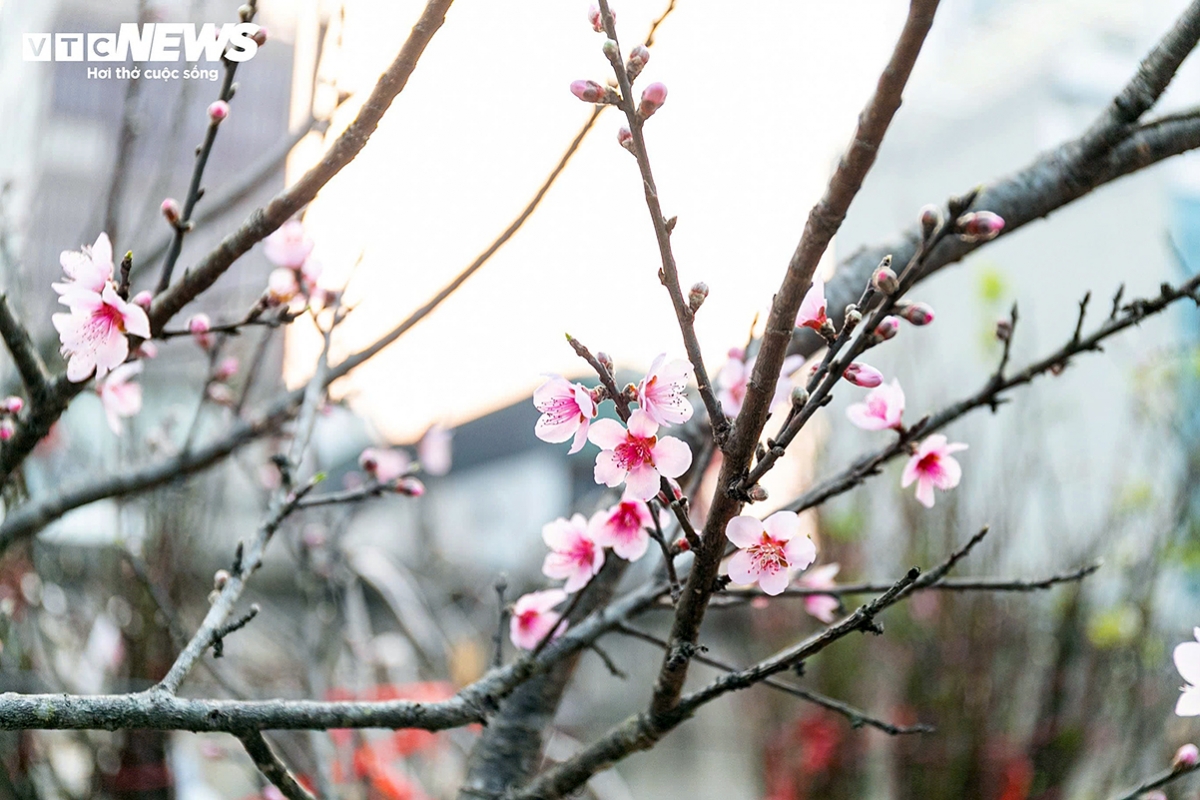 tet flower market opens early in hanoi as blooms arrive picture 10