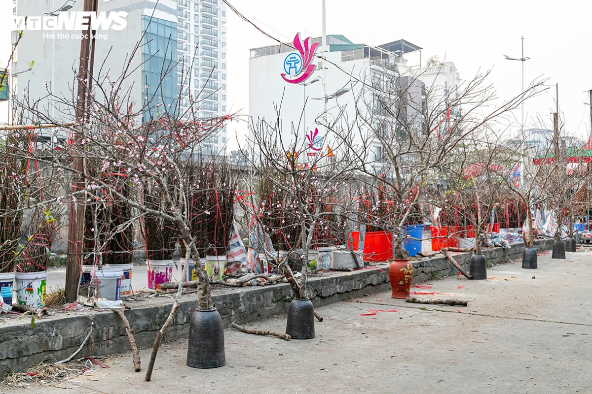 tet flower market opens early in hanoi as blooms arrive picture 9