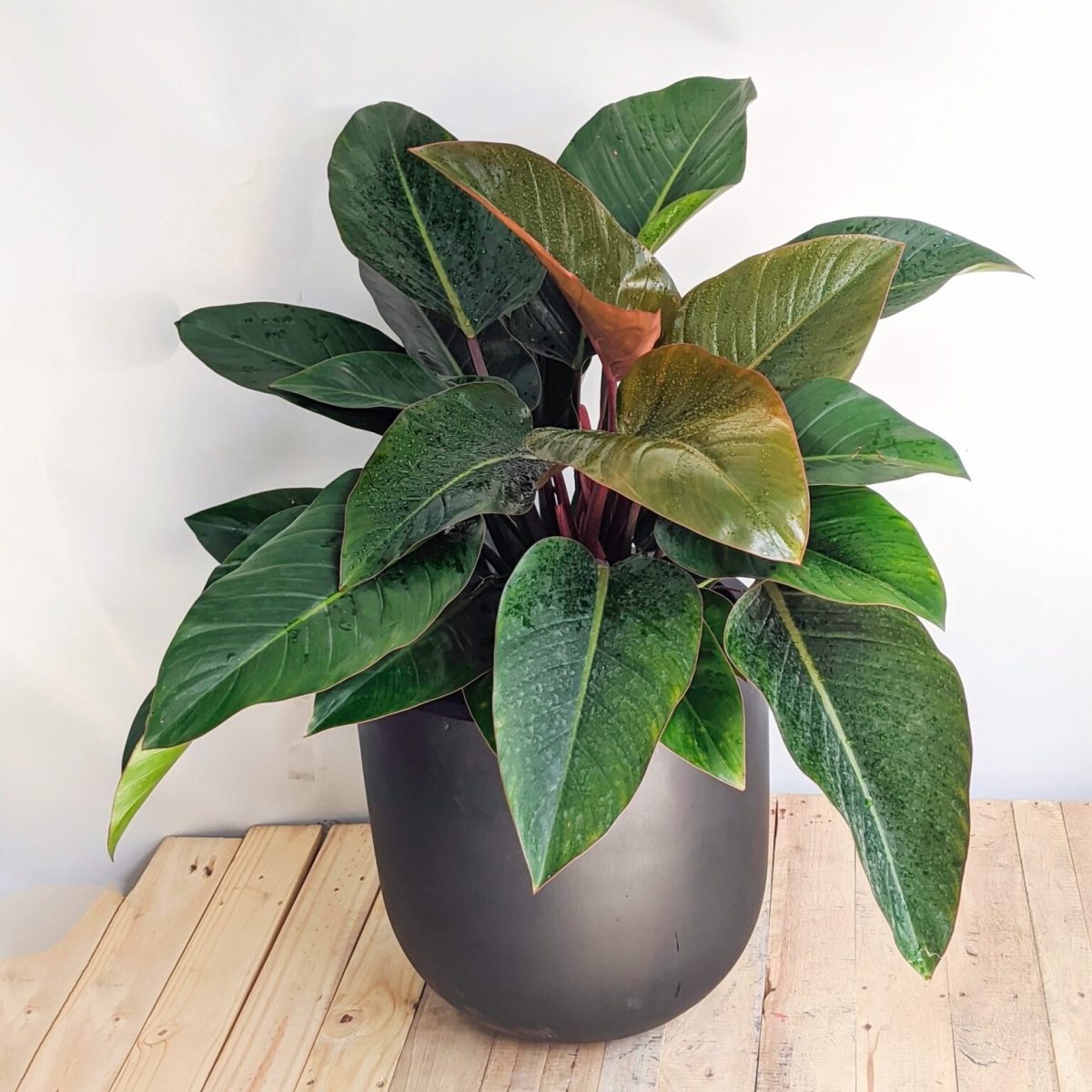 Những cây cảnh giá rẻ nhưng có lợi ích không nhỏ cho không gian sống