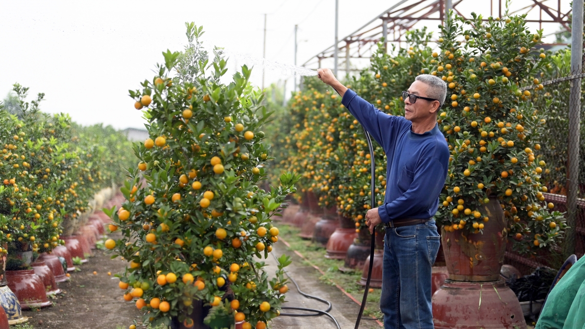 Quất Tứ Liên vào vụ Tết, nhà vườn giữ giá bán ổn định