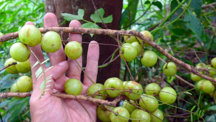Loại quả rừng từng để rụng bỏ đi, nay thành đặc sản đắt giá