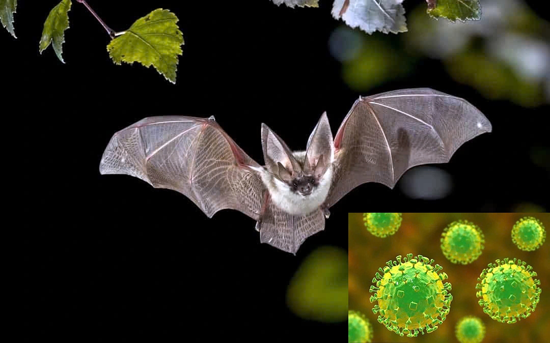 nipah outbreak risk in vietnam low, but vigilance still needed experts picture 1