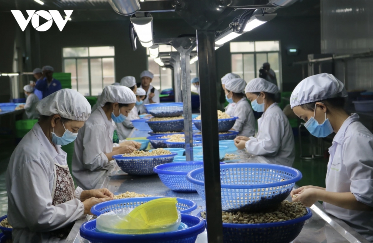 cashew exports hit record high, joins us 5 billion club picture 1