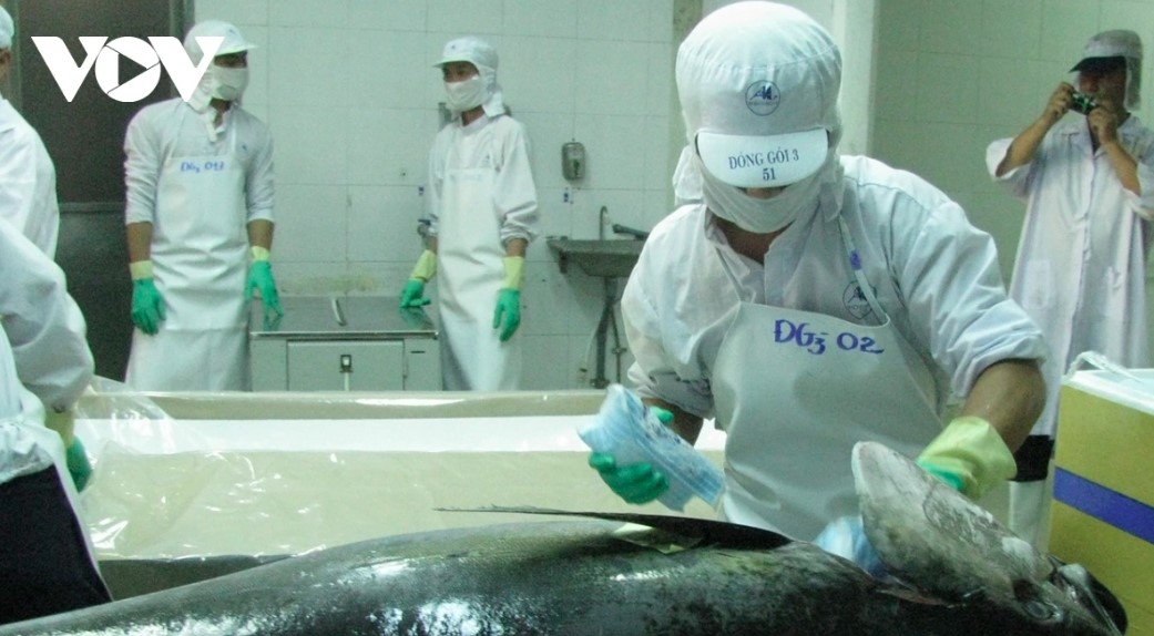 tuna exports reach us 924 million in 2025 amid diverging market trends picture 1