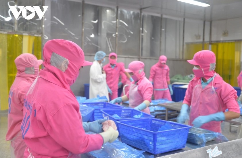 pangasius exports surpass target amid sustainability challenges picture 1