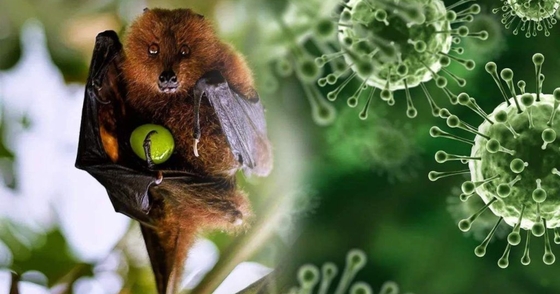 Virus Nipah thuộc bệnh truyền nhiễm nhóm A gây tử vong đến 75% nguy hiểm thế nào?