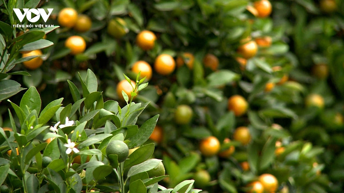 Làng quất Tứ Liên “hồi sinh” sau bão lũ, sẵn sàng phục vụ Tết Nguyên đán 2026