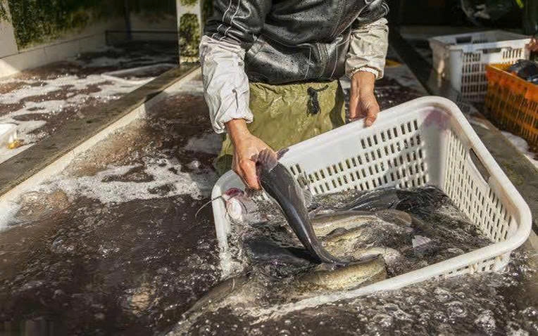 4 loại cá dễ ngậm kim loại nặng cần tránh xa hình ảnh 1 4 loai ca de ngam kim loai nang can tranh xa hinh anh 1