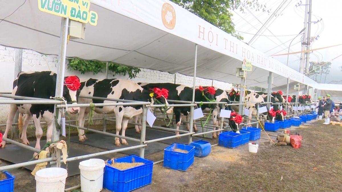 soi dong hoi thi hoa hau bo sua moc chau nam 2026 hinh anh 1