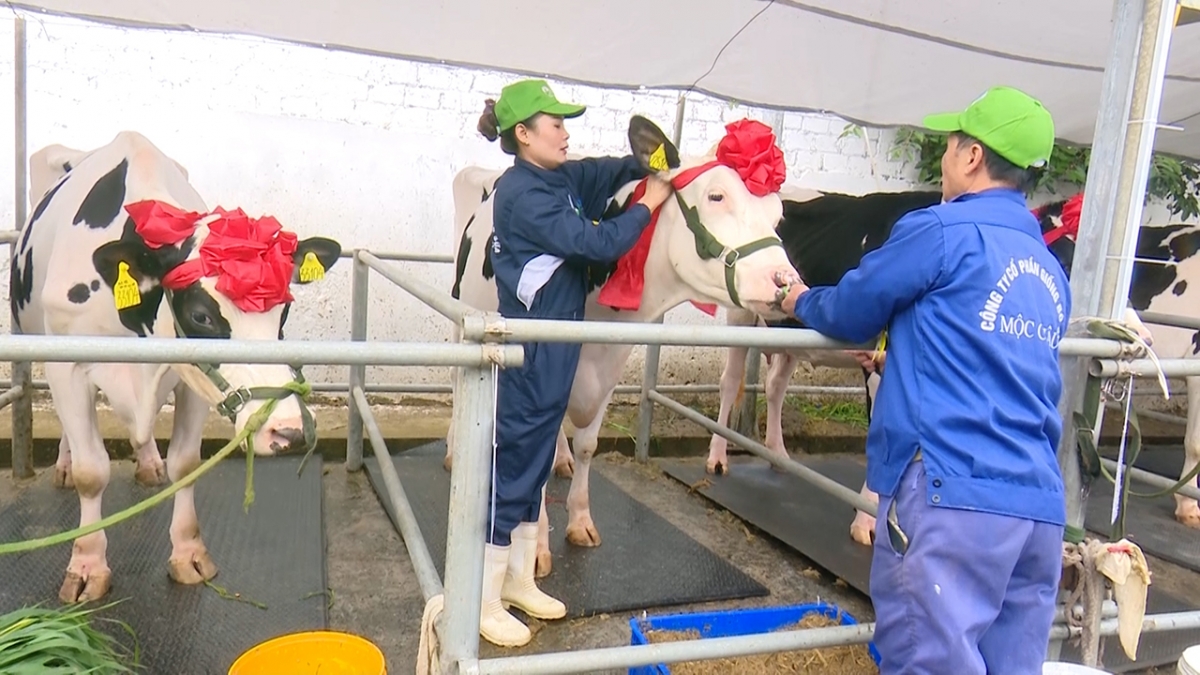 soi dong hoi thi hoa hau bo sua moc chau nam 2026 hinh anh 2