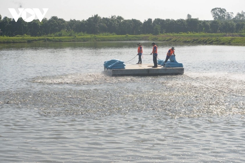 pangasius exports surpass target amid sustainability challenges picture 2