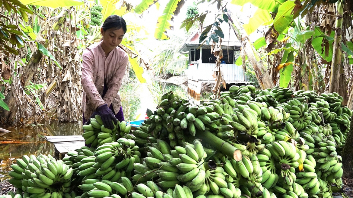 ca mau chi hon 578 ty dong ho tro phat trien sinh ke ben vung hinh anh 2