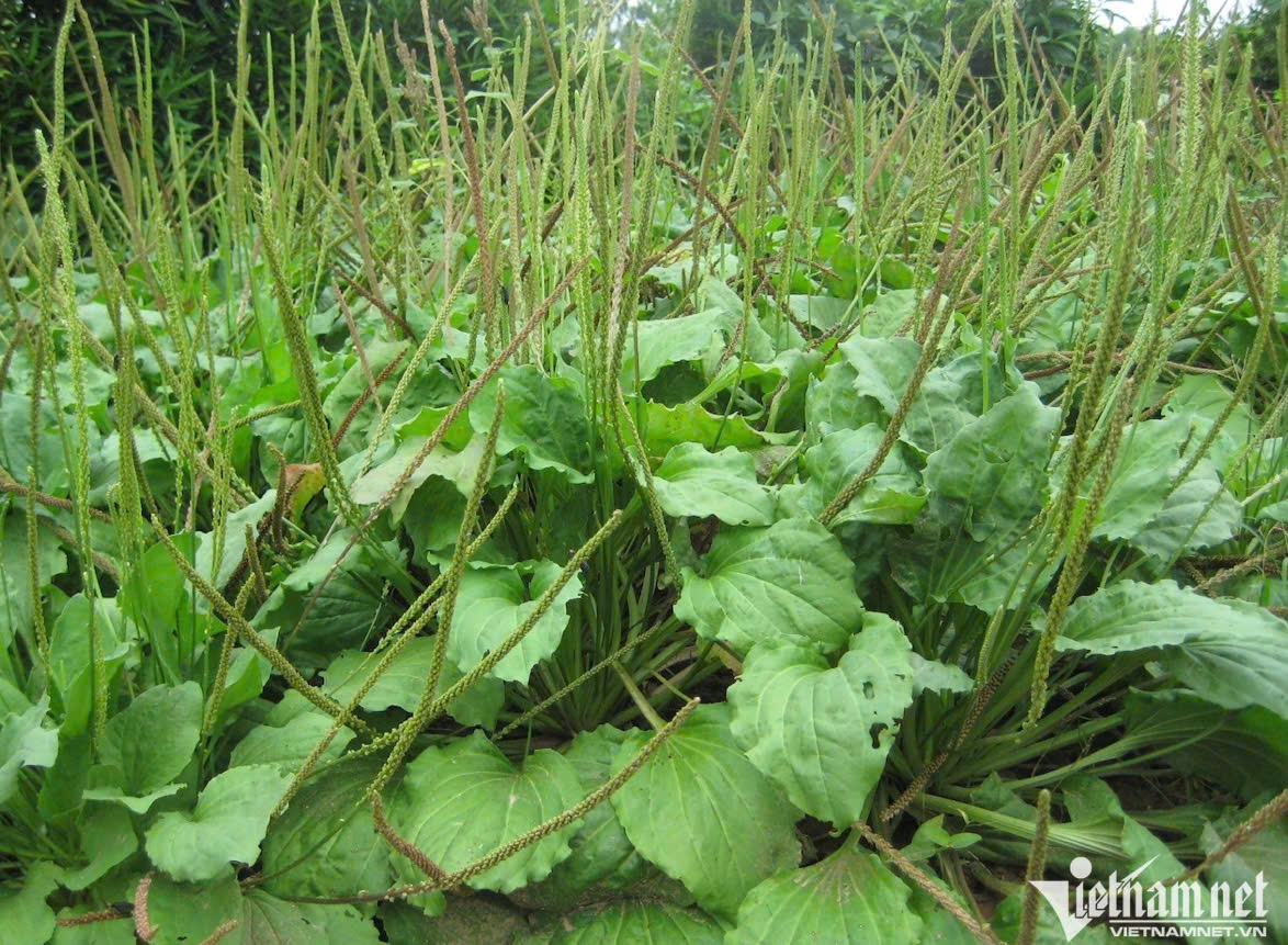 Loại cây mọc đầy ven đường được ví như ‘khắc tinh’ sỏi thận