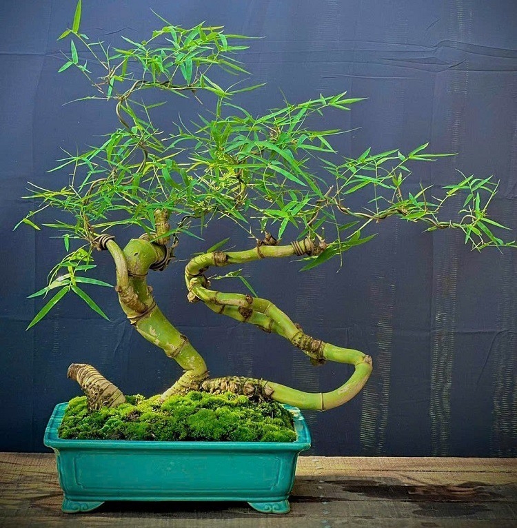Độc đáo tre bonsai giá tiền triệu