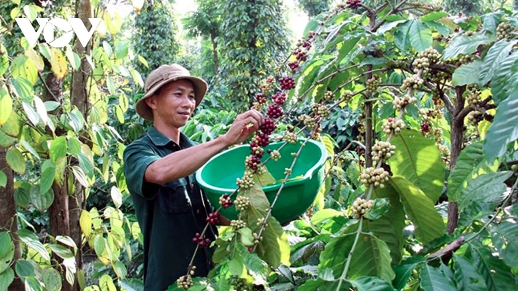 coffee exports bring back us 430 million in first half of january picture 1