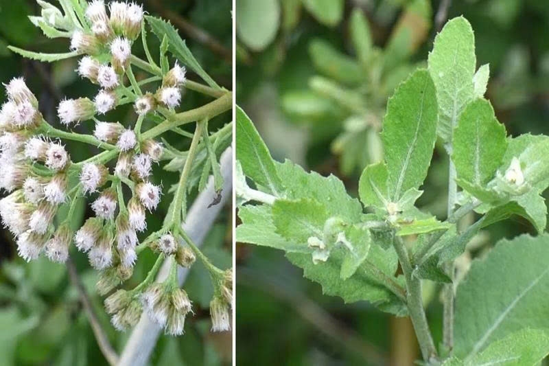 Cúc tần - loài cây mọc bờ rào nhưng giá trị dược liệu khiến nhiều người bất ngờ