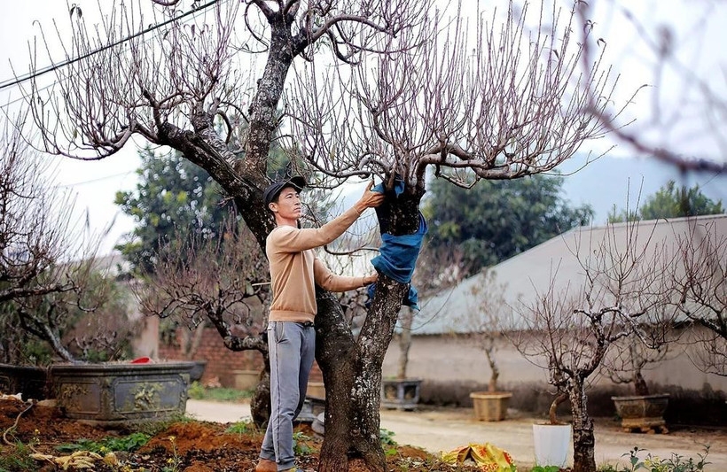 da bac peach trees draw crowds ahead of lunar new year picture 1