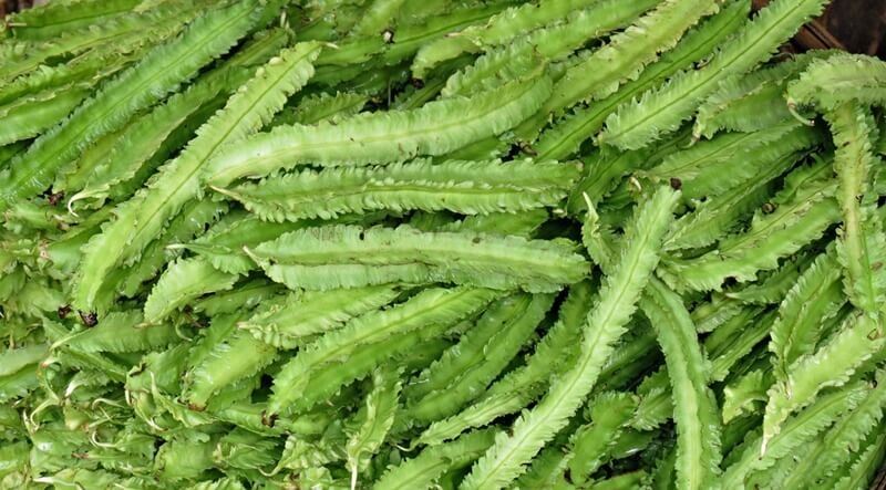 Đậu rồng, từ món rau dân dã đến nguồn dược liệu tiềm năng