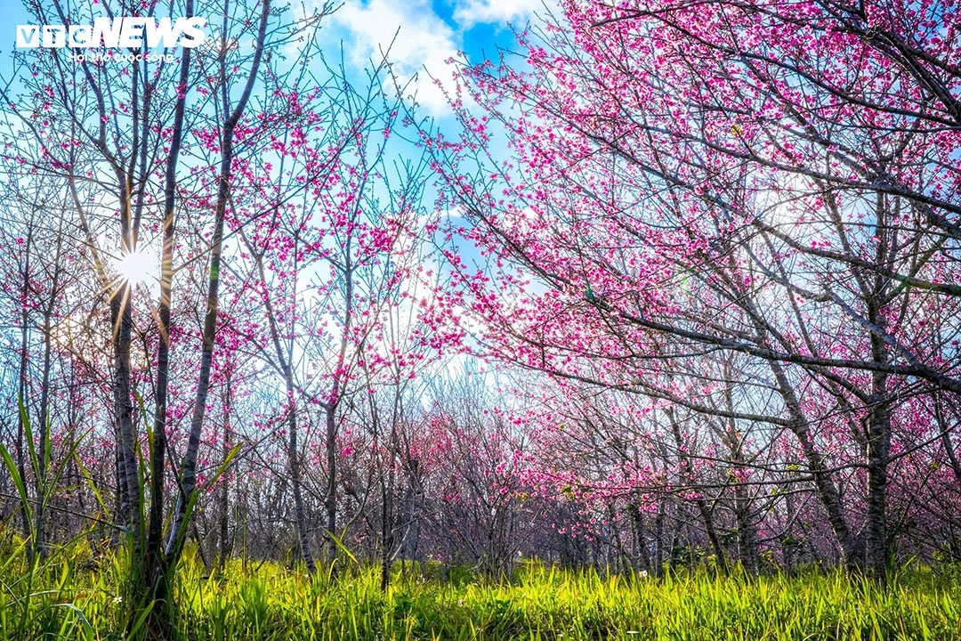 early cherry blossoms bring colour to vietnam s northern borderland picture 1