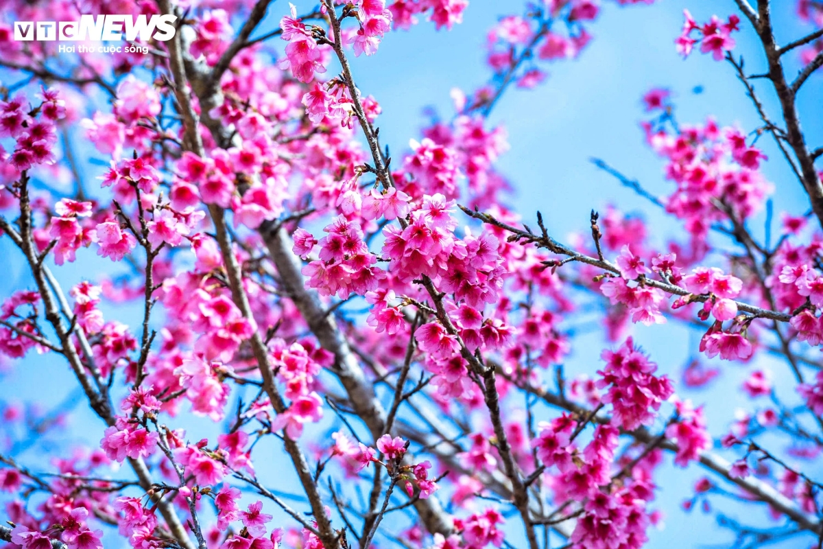 early cherry blossoms bring colour to vietnam s northern borderland picture 2