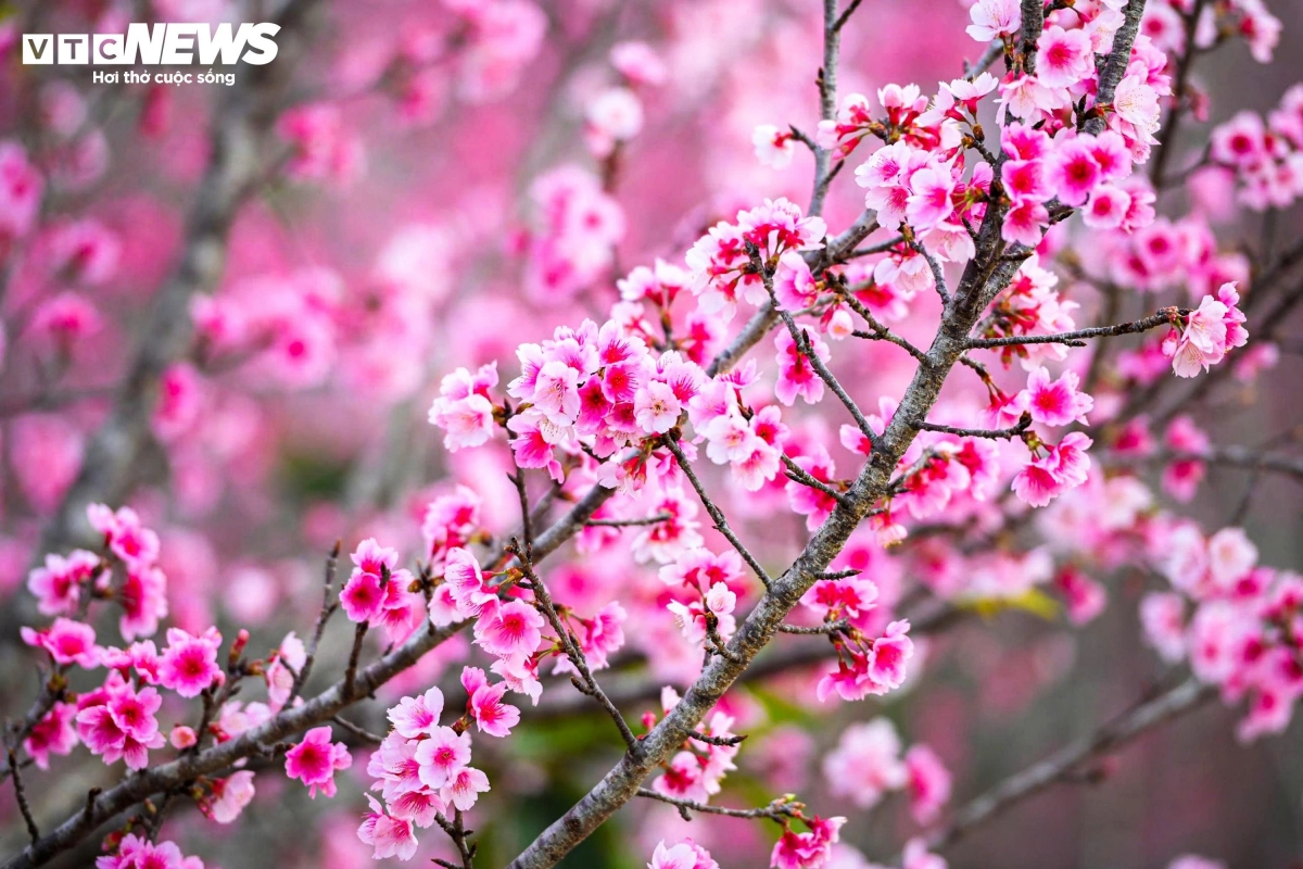early cherry blossoms bring colour to vietnam s northern borderland picture 5