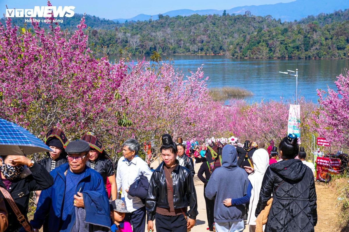 early cherry blossoms bring colour to vietnam s northern borderland picture 6