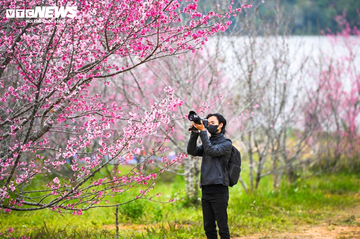 early cherry blossoms bring colour to vietnam s northern borderland picture 7