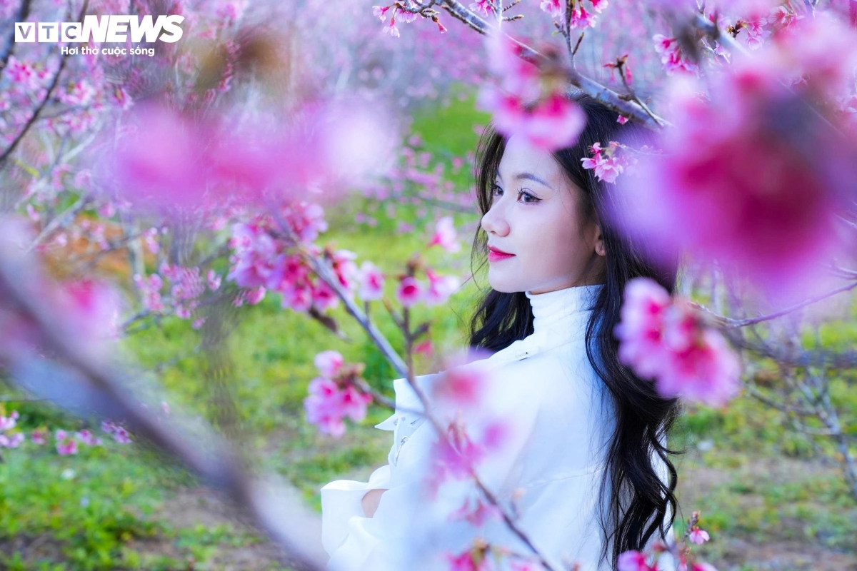 early cherry blossoms bring colour to vietnam s northern borderland picture 8