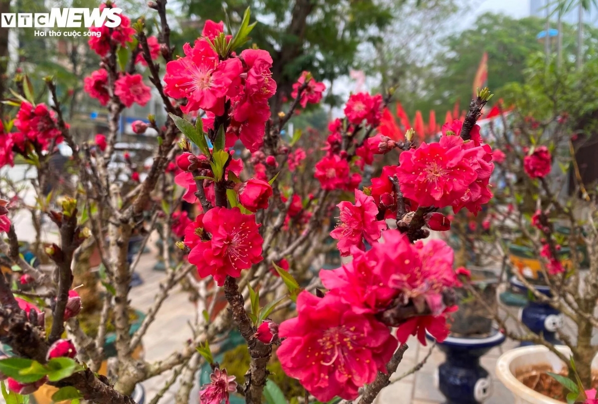 Đào thất thốn đắt đỏ nở sớm, người trồng như "ngồi trên lửa"