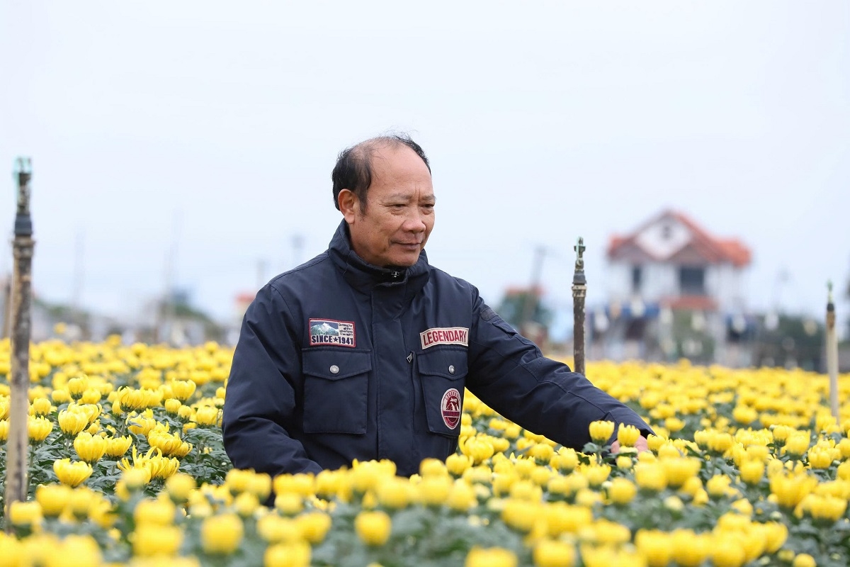 Cận Tết, khách buôn tất bật “giữ hàng”: Hoa cúc sốt giá vì khan hiếm