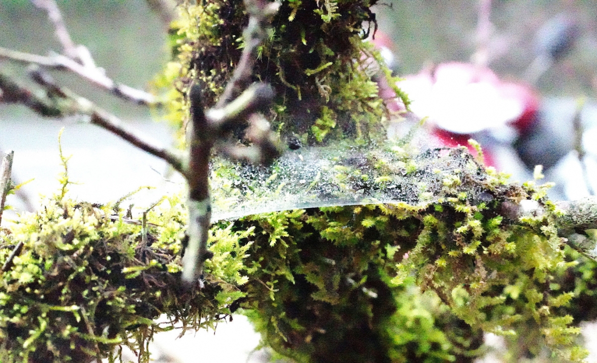 Đào phủ rêu xanh “lên ngôi”, tạo điểm nhấn cho thị trường hoa Tết