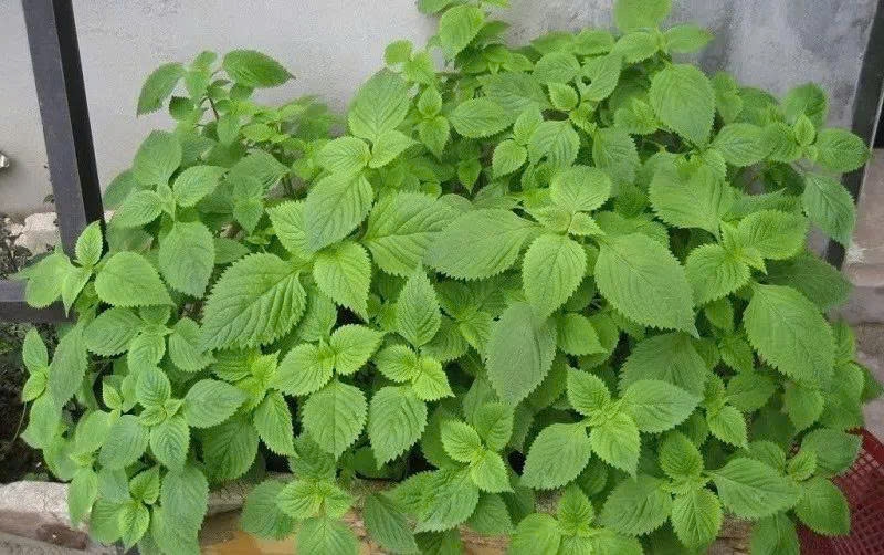 Kinh giới: Loại rau gia vị quen thuộc nhưng là thảo dược quý