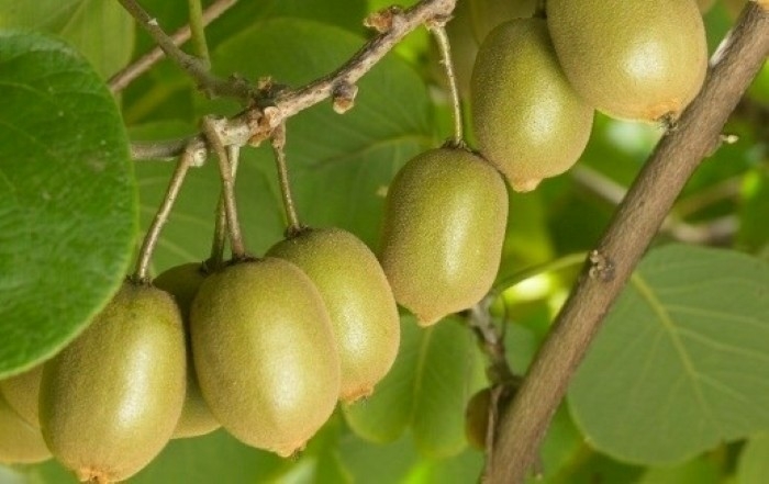 viet nam co vua trai cay , an 1 qua moi ngay cuc bo duong, suc khoe thang hang hinh anh 1