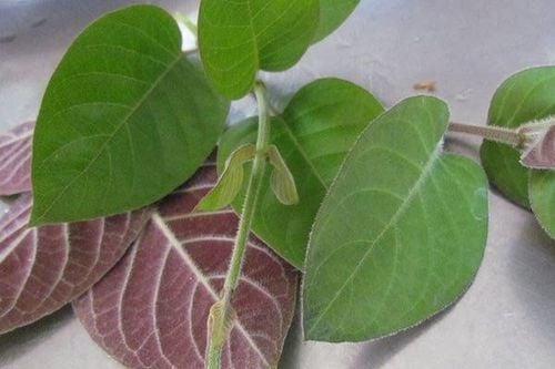 Lá mơ lông có gì đặc biệt mà dân gian coi là “vị thuốc”?