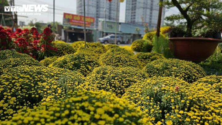 cuc mam xoi no som gia sieu re, nguoi dan tap nap mua trang tri truoc tet hinh anh 1