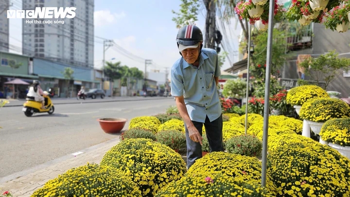 cuc mam xoi no som gia sieu re, nguoi dan tap nap mua trang tri truoc tet hinh anh 3