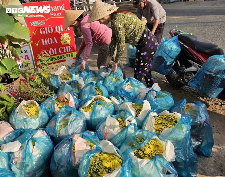cuc mam xoi no som gia sieu re, nguoi dan tap nap mua trang tri truoc tet hinh anh 5