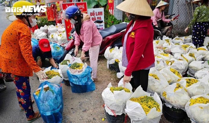 cuc mam xoi no som gia sieu re, nguoi dan tap nap mua trang tri truoc tet hinh anh 4