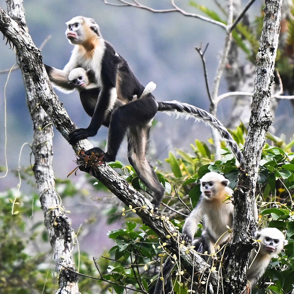 images of the world s rarest snub-nosed monkey in tuyen quang picture 10