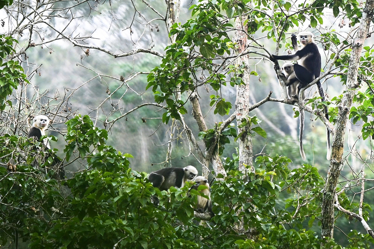images of the world s rarest snub-nosed monkey in tuyen quang picture 1