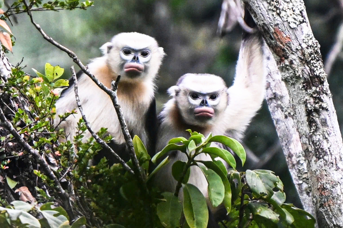 images of the world s rarest snub-nosed monkey in tuyen quang picture 2