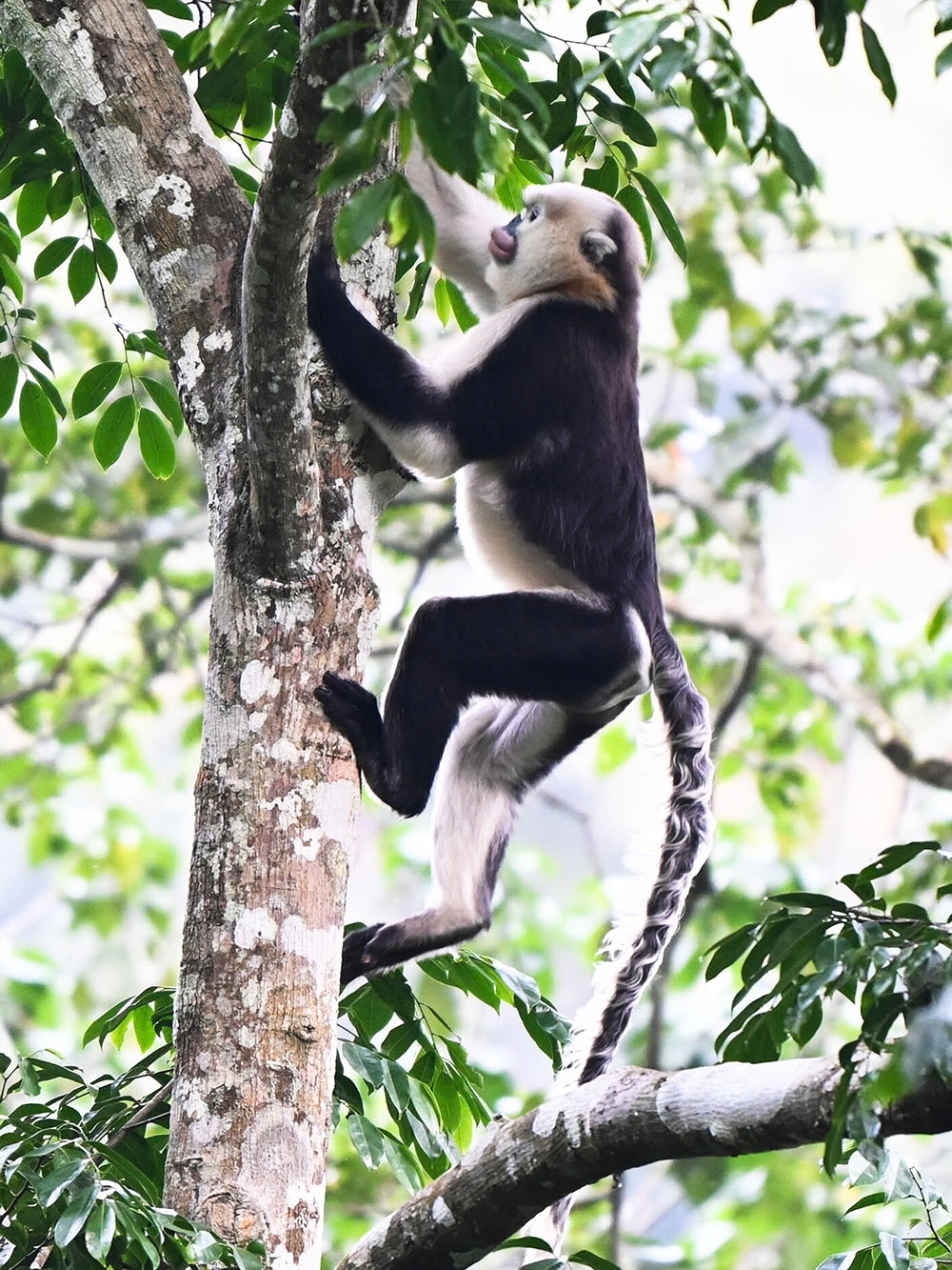 images of the world s rarest snub-nosed monkey in tuyen quang picture 3