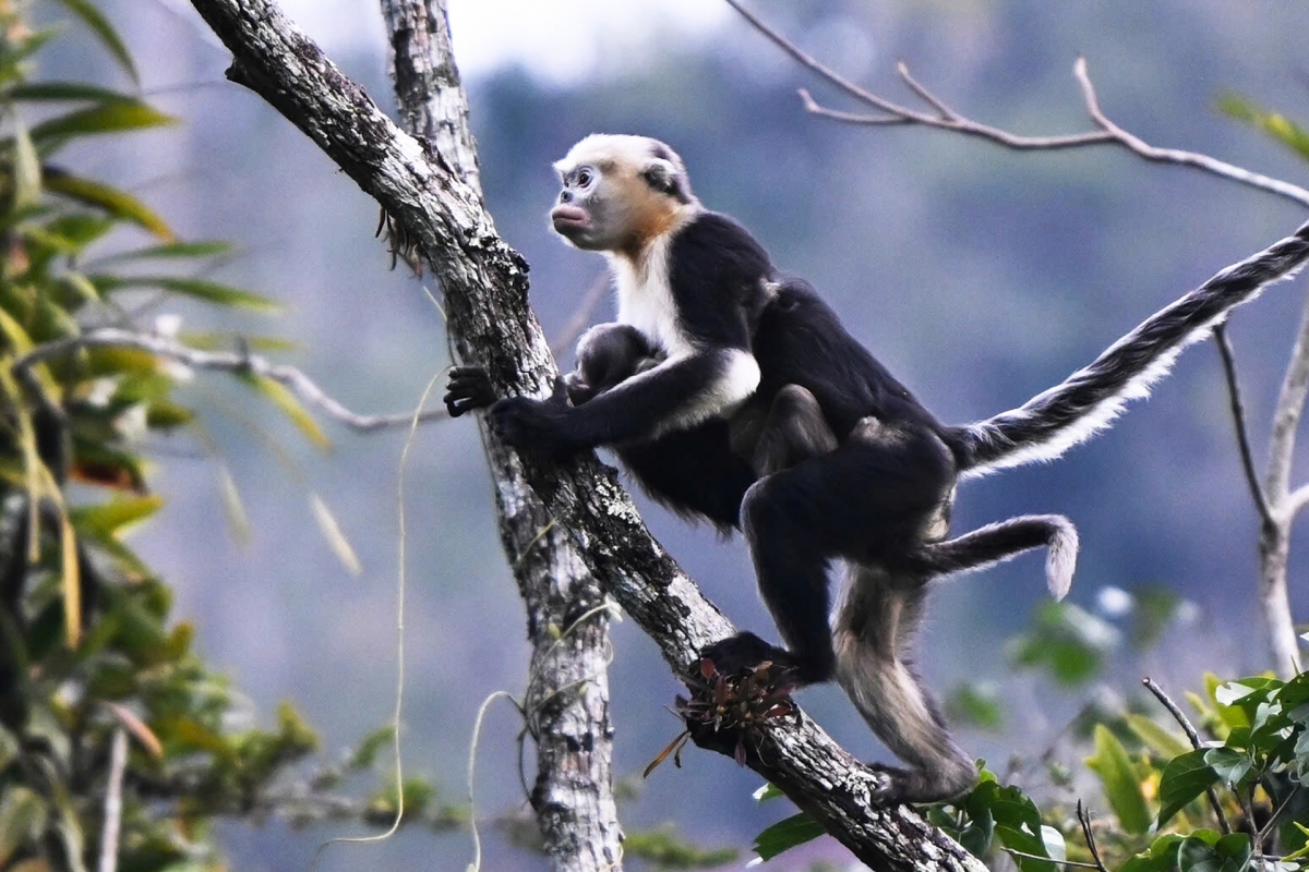 images of the world s rarest snub-nosed monkey in tuyen quang picture 4