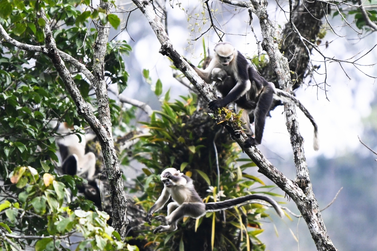 images of the world s rarest snub-nosed monkey in tuyen quang picture 5